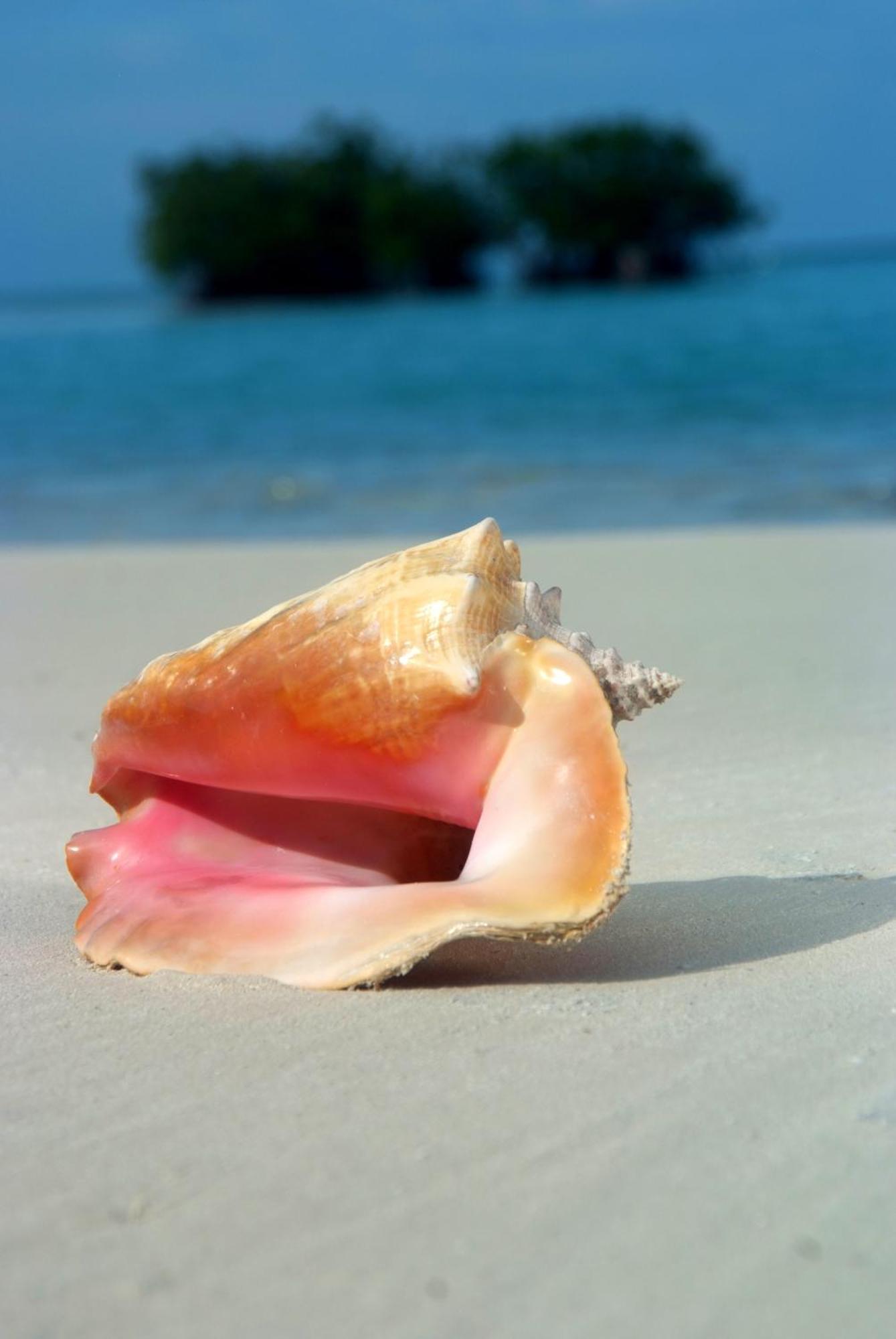 Shaka Caye All Inclusive Resort Belize City Eksteriør bilde